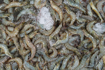 Frozen fresh and raw shrimp piles or prawns on ice trays in the market or supermarket for seafood and sale in the department store on top view