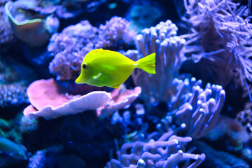 fish with coral