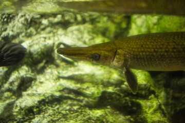 Fototapeta premium fish in aquarium