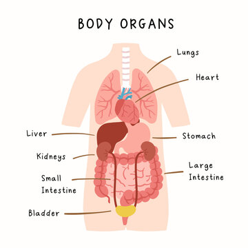 Human body organs illustration.  Human anatomy infographic for kids study.