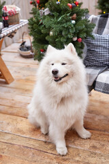 Christmas dog. Outdoor background decor. Celebration New Year and Christmas. Winter holidays