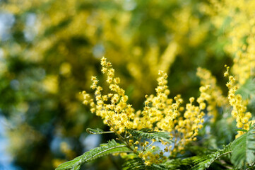 El árbol de la mimosa y su flor. Naturaleza.