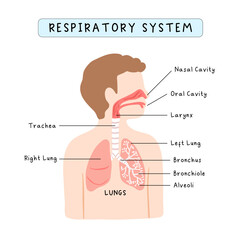 Human respiratory system infographic for kids study, school curriculum - obrazy, fototapety, plakaty