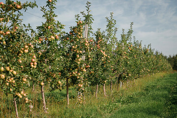 Many colorful ripe juicy apples on a branch in the garden ready for harvest in autumn. Apple orchard