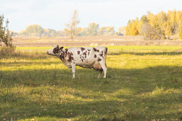 Fototapeta premium cow in the pasture against the backdrop of an autumn landscape