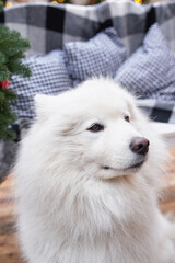 Christmas dog. Outdoor background decor. Celebration New Year and Christmas. Winter holidays