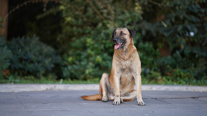 dog on the street