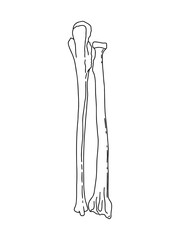 Obraz na płótnie Canvas Human right forearm bones. Rear view. Vector, outline, anatomical, hand drawn.
