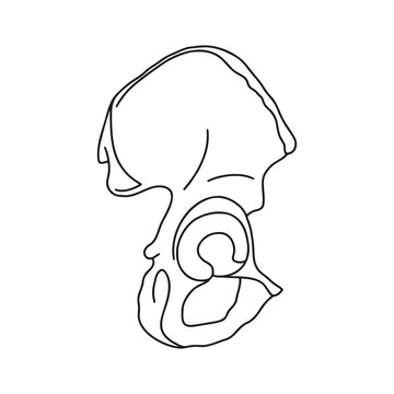 Human pelvis, internal view. Vector, outline, anatomical, hand drawn.
