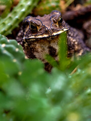 Close-up of the face of a Toad Bufo melanostictus