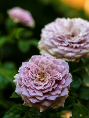 Shape and colors of Princess Kaori roses that blooming