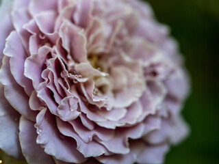 Shape and colors of Princess Kaori roses that blooming