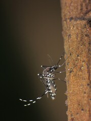 ant,ants,weaver ant,weaver ants,animal,aphids,aphid,spider,bee,leaf,branch,garden,farming,close-up,closeup,insect,insects,butterfly,spider,feeding,stingless bee,colony,wings,moth,natural,eye,environme