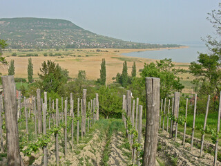 Fototapeta na wymiar Vineyard overlooking volcanic hill Badacsony and lake Balaton in Western Hungary. Badacsony wine region.