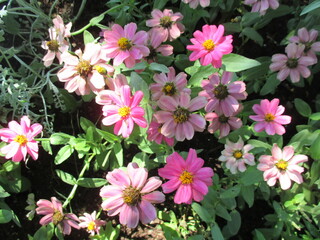 春の花壇に美しく咲き誇る、ピンクが鮮やかなジニアの花
