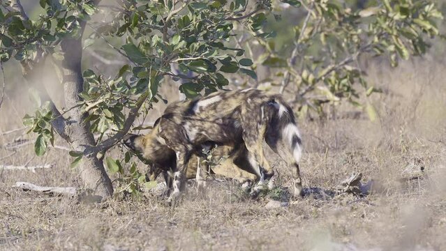 African wild dog (Lycaon pictus) or painted dog, two under a bush, one walks off with a bone.