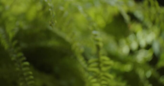 Focusing On Green Fern Foliage In A Garden. Rack Focus Shot