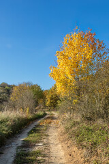 Naklejka premium Road through autumnal countryside with colorful maple tree