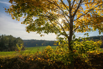 Sun shines through branches of autumn-colored maple tree