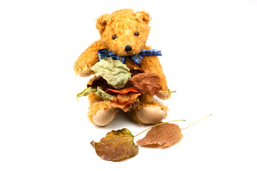 seasonal concept for a autumn impression with a teddy bear and foliage isolated on white background