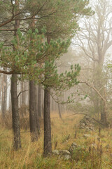 Misty autumn woodland in Northumberland, UK