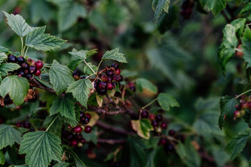 Close-up of black currant growing in garden.