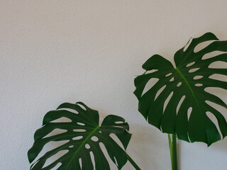 Fototapeta na wymiar Two leaves of a houseplant of the species Monstera deliciosa (also know as the Swiss cheese plant or split-leaf philodendron) in front of a white wall. Partial view