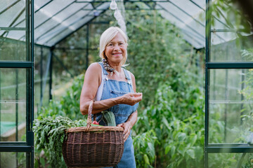 Senior woman farmer with harvested vegetables in basket, standying in front of greenhouse.