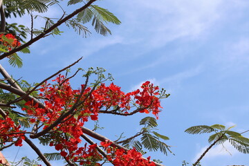 red tabebuia flower in full bloom against the blue sky background