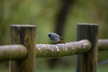 bird on a wooden fence