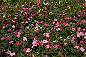 Amazing colorful Spring flowers in view