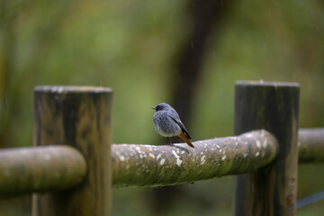 bird on a wooden fence