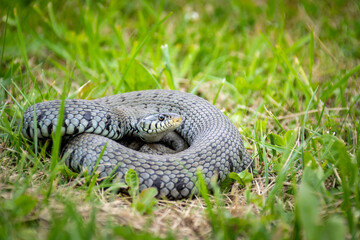 Serpent dans l'herbe, couleuvre