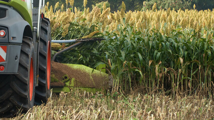 Closeup of sorghum being harvested with a forage harvester for silage - obrazy, fototapety, plakaty