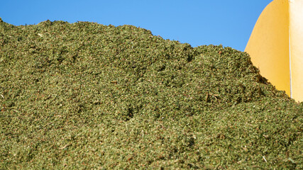 Finely chopped sorghum for silage
