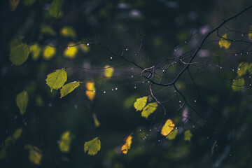 autumn leaves in the rain - obrazy, fototapety, plakaty