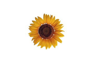 sunflower isolated on white background.