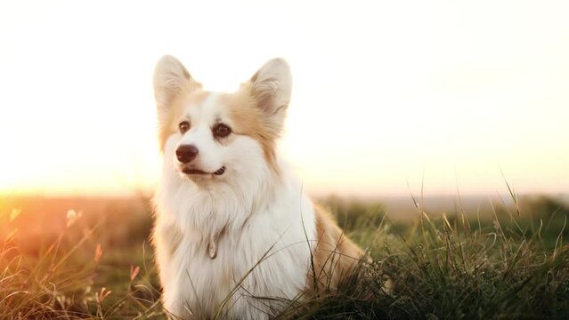 Cute fluffy corgi sitting on the grass in the mountains. Welsh corgi pembroke with beautiful sunset.