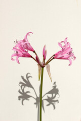 Single pink Amaryllis belladonna flower in sunlight with shadow isolated against a blank white background