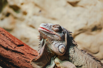 Fototapeta premium Close-up of an iguana enjoying sunlight outdoor.