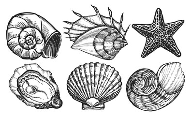 Sea animals set. Seashell sketch. Starfish, mussel, ocean shell. Marine concept. Underwater world illustration