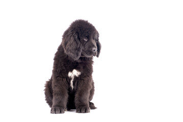 Newfoundlander young dog portrait on a white background