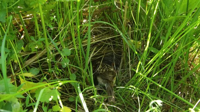 Whinchat feeding chicks in a well hidden nest on Estonian meadow	