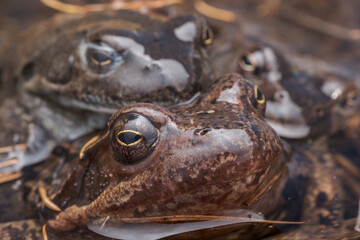 Accoppiamento di rane alpine all' inizio della stagione primaverile