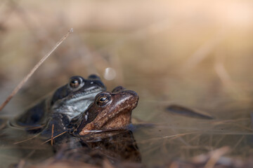 Accoppiamento di rane alpine all' inizio della stagione primaverile