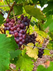 Purple grapes ripen on the branches of the vineyard in autumn