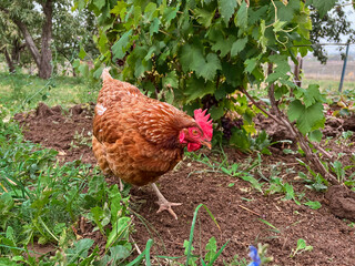 A red hen walks in the garden and looks for worms in the ground