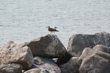 Möwen auf dem Felsen