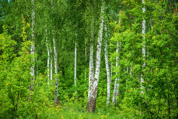 Birch grove in warm summer