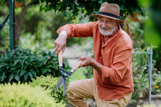 Senior Man Trimming Bushes In His Garden.